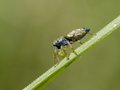 Heliophanus flavipes