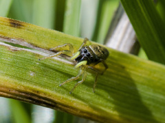 Heliophanus flavipes