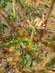 Diplaspis nivis