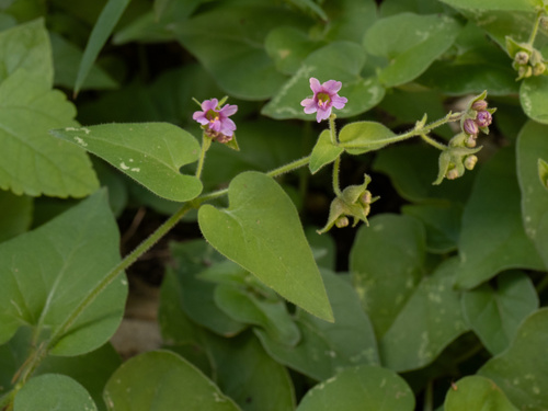 Smooth spreading four o'clock (Mirabilis oxybaphoides)