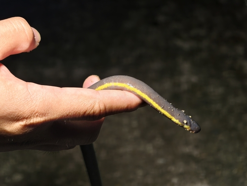 Koh Tao Caecilian