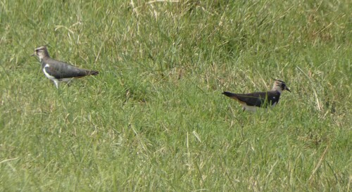 Northern Lapwing