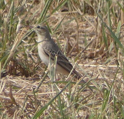 Tawny Pipit
