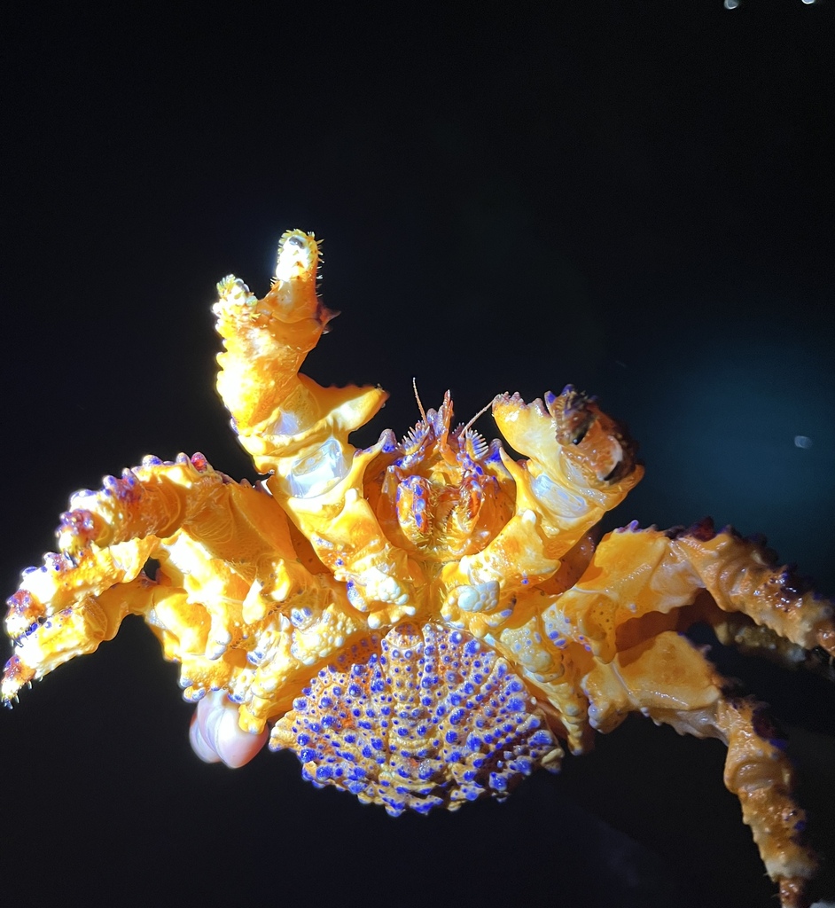 Puget Sound king crab