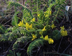 Astragalus wolgensis
