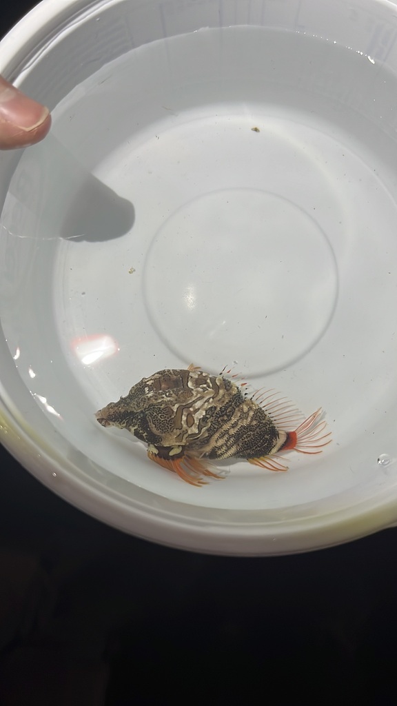 Grunt Sculpin