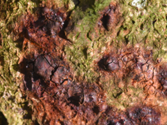 Pseudomonas