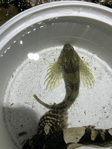 tidepool sculpin