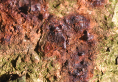 Pseudomonas