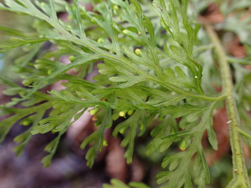 Callistopteris baldwinii observed 2025-12-07