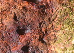 Pseudomonas
