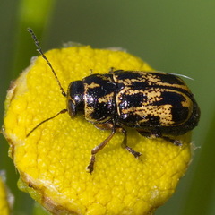 Pachybrachis hieroglyphicus