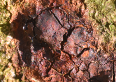 Pseudomonas