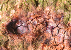 Pseudomonas