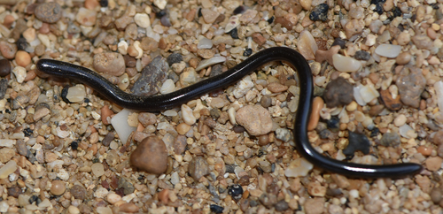 Photo of a Madagascar Sand Worm Snake (Madatyphlops microcephalus)