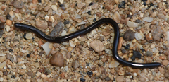 Madagascar Sand Worm Snake photo 2