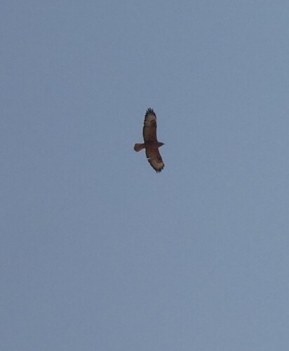 Long-legged Buzzard