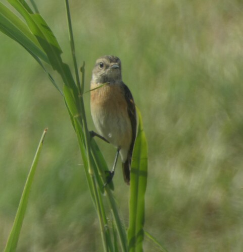 Siberian Stonechat