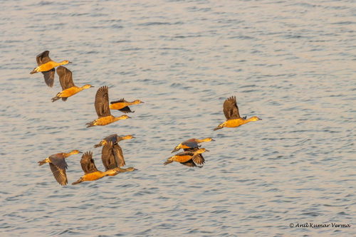 Lesser Whistling-Duck