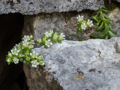Sedum wrightii, photograph 2