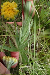Helichrysum appendiculatum