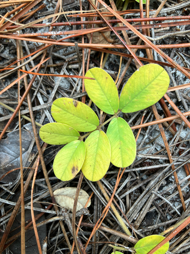 Scurf Hoarypea (Tephrosia chrysophylla)