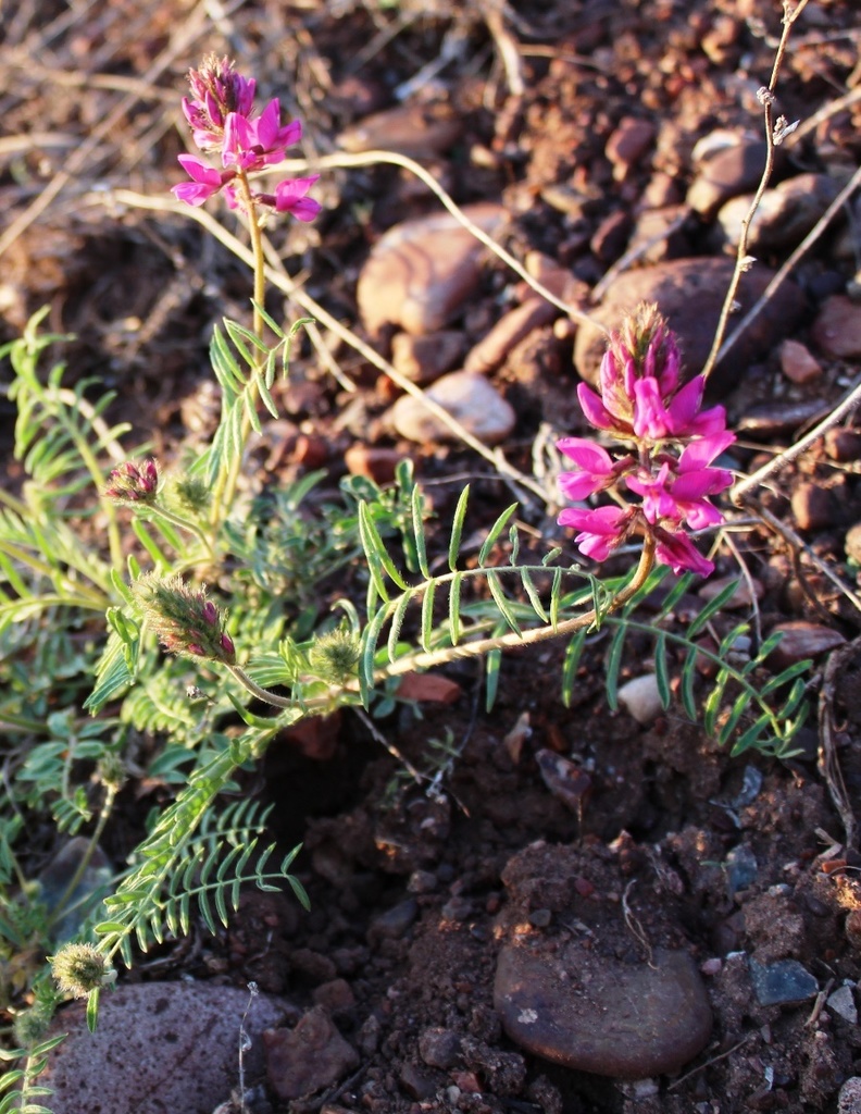 Oxytropis floribunda