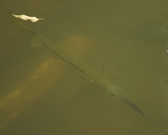 Tylosurus gavialoides