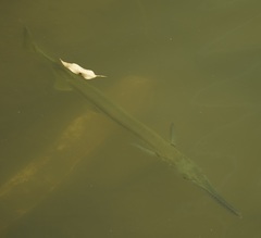 Tylosurus gavialoides