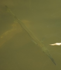 Tylosurus gavialoides