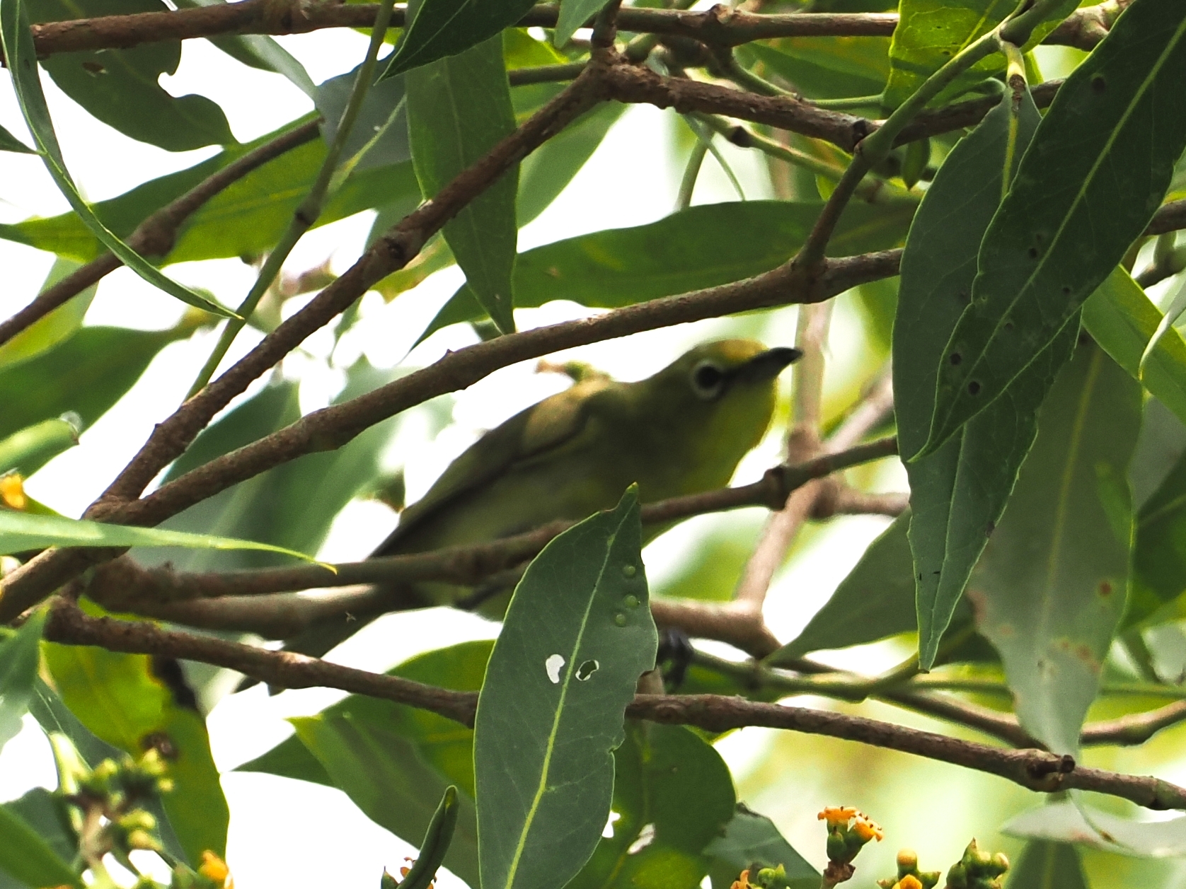 Canary White-eye (Zosterops luteus), photo 10