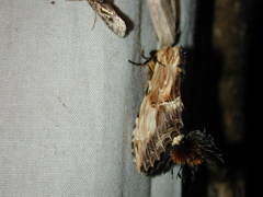 Dudusa sphingiformis