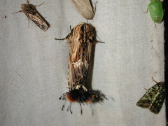 Dudusa sphingiformis