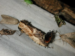 Dudusa sphingiformis