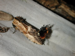 Dudusa sphingiformis