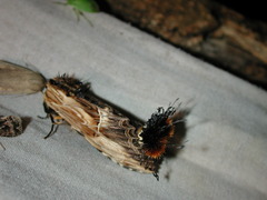 Dudusa sphingiformis