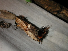 Dudusa sphingiformis