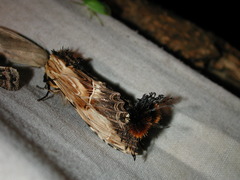 Dudusa sphingiformis