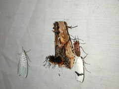 Dudusa sphingiformis