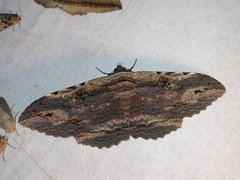 Anisoneura aluco