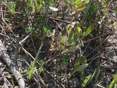 Bembecia ichneumoniformis