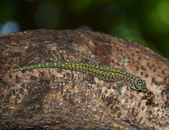 Phelsuma abbotti chekei