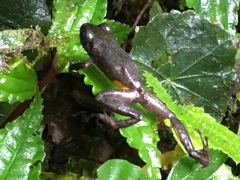 Pristimantis parvillus