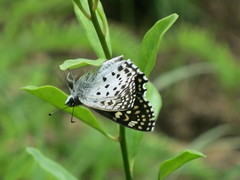 Caprona alida
