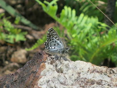 Caprona alida