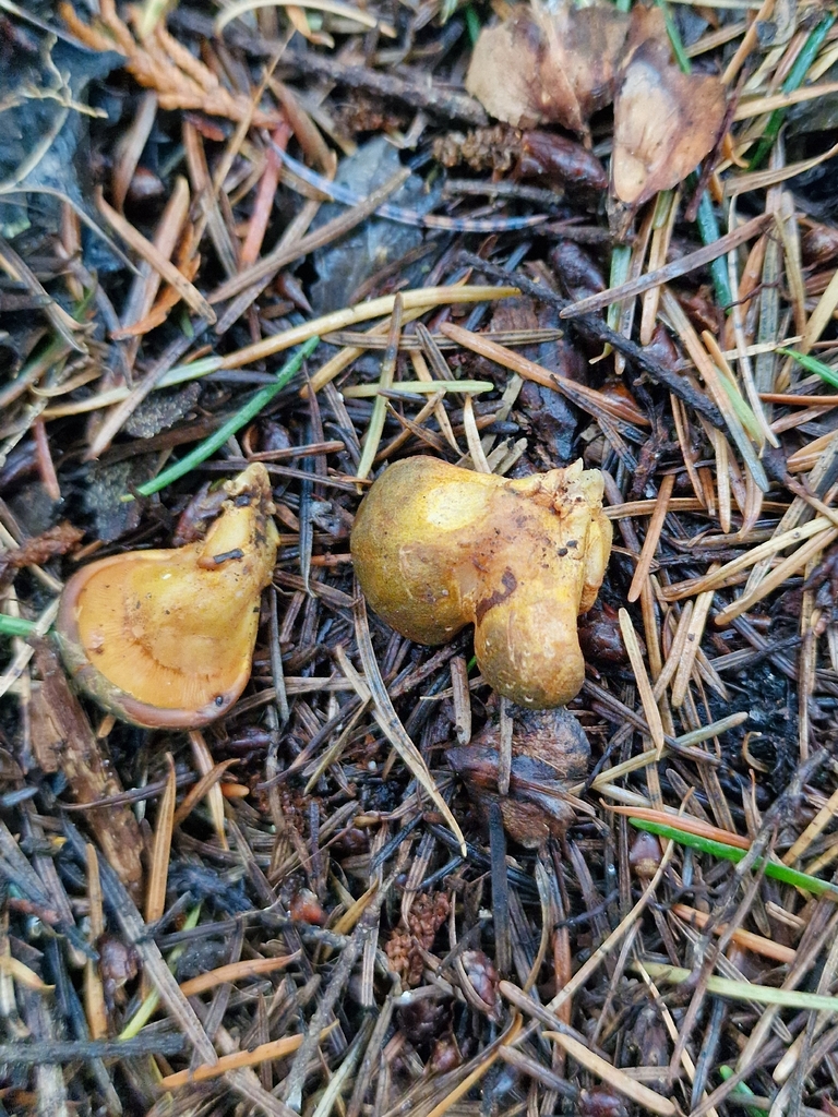 Sarcomyxa serotina · December 2025 · photo: © lukas_l (iNaturalist, cc-by)