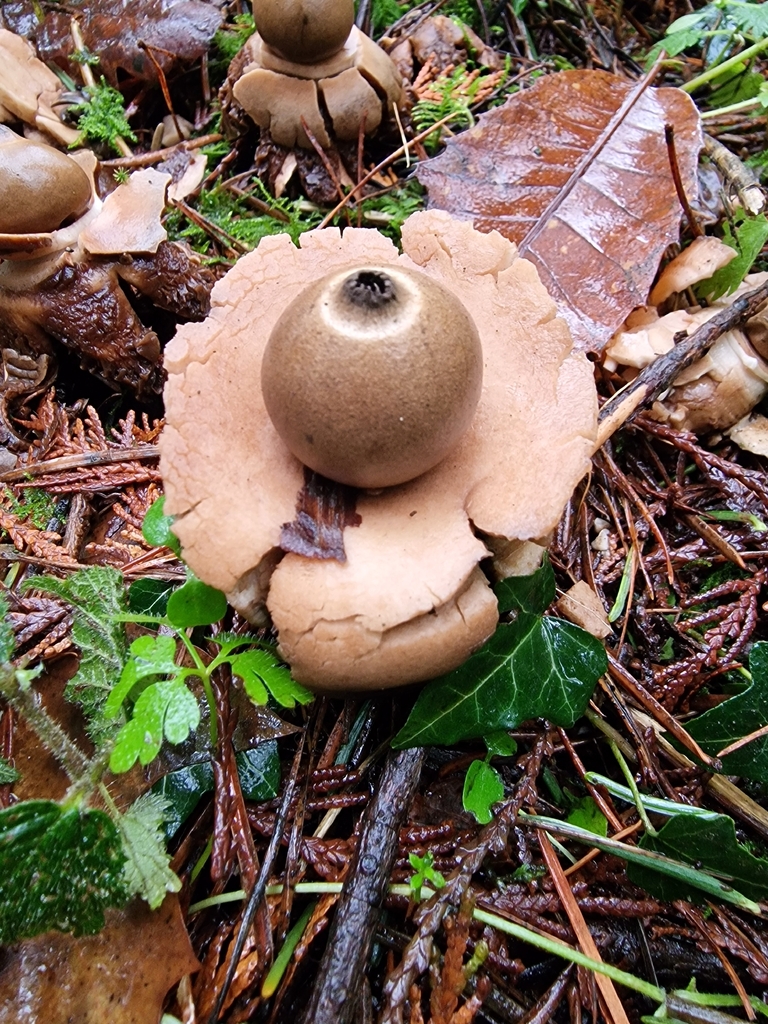 Geastrum michelianum · December 2025 · photo: © lukas_l (iNaturalist, cc-by)