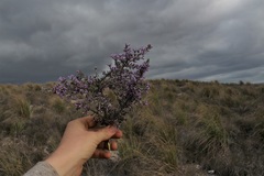 Amphithalea violacea