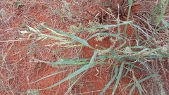 Schmidtia pappophoroides