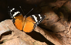 Aterica rabena